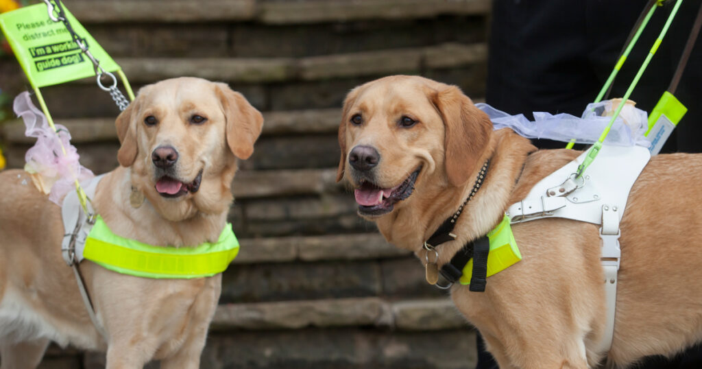 guide dogs